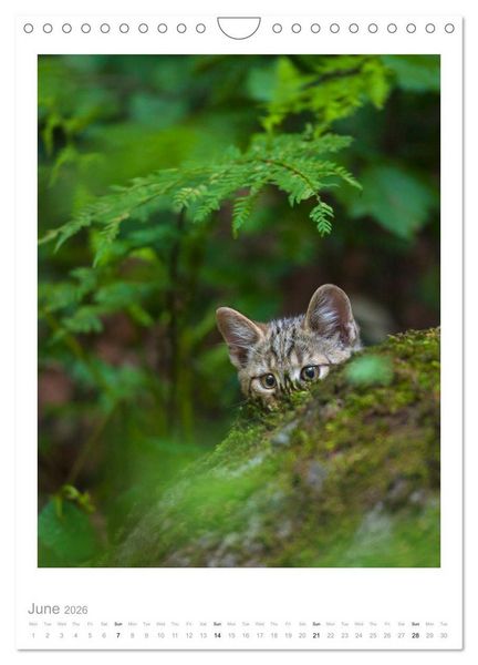 Produktbild: European Wildcats (Wall Calendar 2026 DIN A4 portrait), CALVENDO 12 Month Wall Calendar