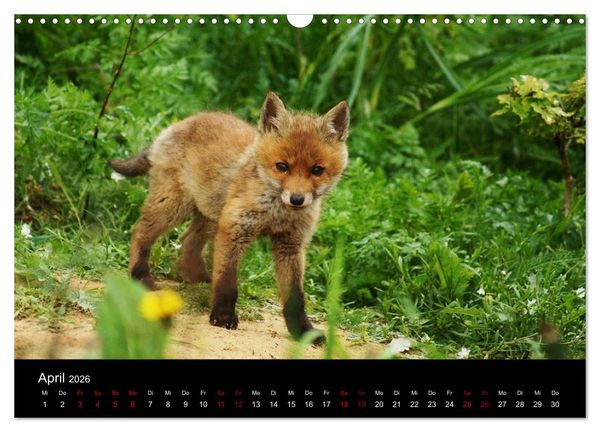Produktbild: Der Waldspaziergang (Wandkalender 2026 DIN A3 quer), CALVENDO Monatskalender