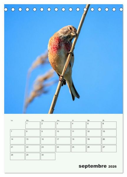 Produktbild: Le monde intime des oiseaux (Calendrier de bureau 2026 DIN A5 horizontal), CALVENDO calendrier mensuel