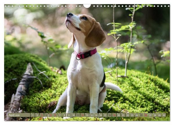 Produktbild: Beaglebabys auf Entdeckungstour (Wandkalender 2026 DIN A3 quer), CALVENDO Monatskalender