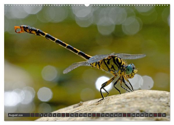 Produktbild: Natursch&auml;tze der S&uuml;dwestalb (hochwertiger Premium Wandkalender 2026 DIN A2 quer), Kunstdruck in Hochglanz