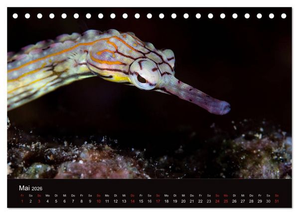 Produktbild: Meerestiere unter der Lupe - Unterwasserkalender (Tischkalender 2026 DIN A5 quer), CALVENDO Monatskalender