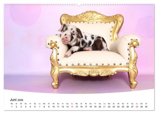 Produktbild: Niedliche Ferkel lovely piglets 2026 (hochwertiger Premium Wandkalender 2026 DIN A2 quer), Kunstdruck in Hochglanz