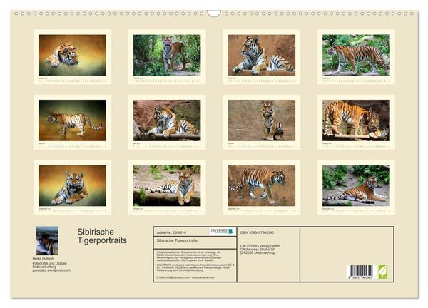 Produktbild: Sibirische Tigerportraits (Wandkalender 2026 DIN A2 quer), CALVENDO Monatskalender