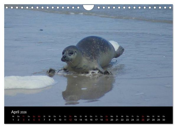 Produktbild: Verspielte Robben (Wandkalender 2026 DIN A4 quer), CALVENDO Monatskalender