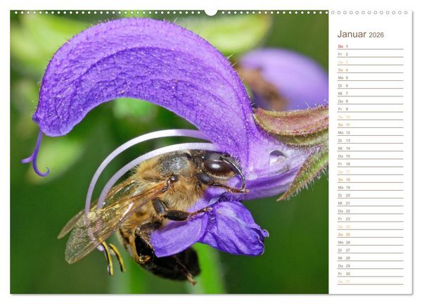Produktbild: S&uuml;&szlig;es Gold: Imker, Bienen & Honig (hochwertiger Premium Wandkalender 2026 DIN A2 quer), Kunstdruck in Hochglanz