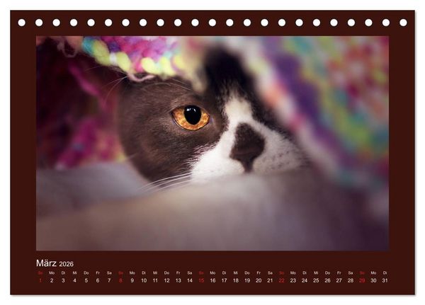 Produktbild: Britisch Kurzhaar Katzen - Poesie f&uuml;rs Auge (Tischkalender 2026 DIN A5 quer), CALVENDO Monatskalender