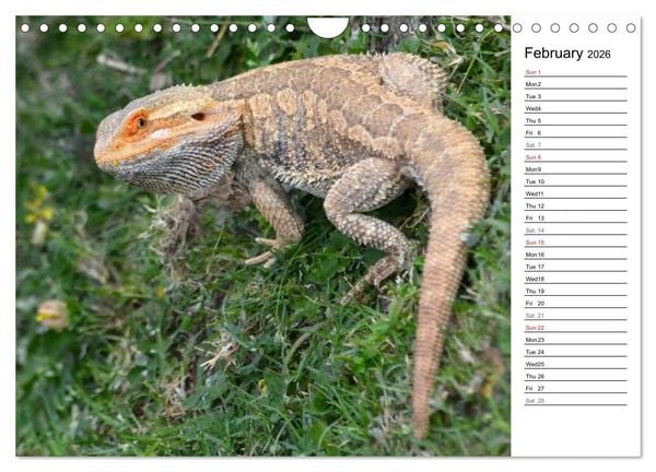 Produktbild: Close to Australian Bearded Dragons (Wall Calendar 2026 DIN A4 landscape), CALVENDO 12 Month Wall Calendar