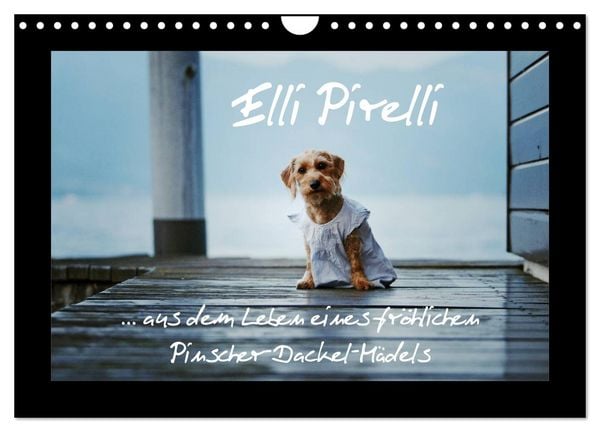 Produktbild: Elli Pirelli... aus dem Leben eines fr&ouml;hlichen Pinscher-Dackel-M&auml;dels (Wandkalender 2026 DIN A4 quer), CALVENDO Monatskalender
