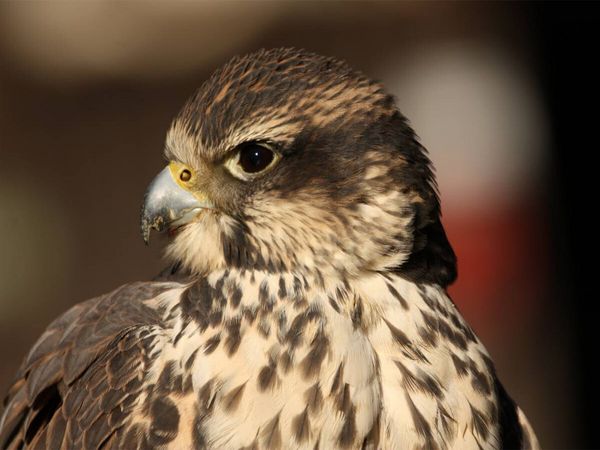 Produktbild: CALVENDO Puzzle Greifv&ouml;gel - Sakerfalke | 1000 Teile Lege-Gr&ouml;&szlig;e 64x48cm Foto-Puzzle f&uuml;r gl&uuml;ckliche Stunden