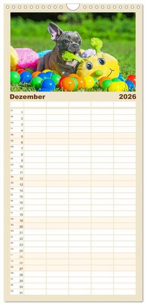 Produktbild: Familienplaner 2026 - Kleine Helden - Franz&ouml;sische Bulldoggen mit 5 Spalten (Wandkalender, 21 x 45 cm) CALVENDO