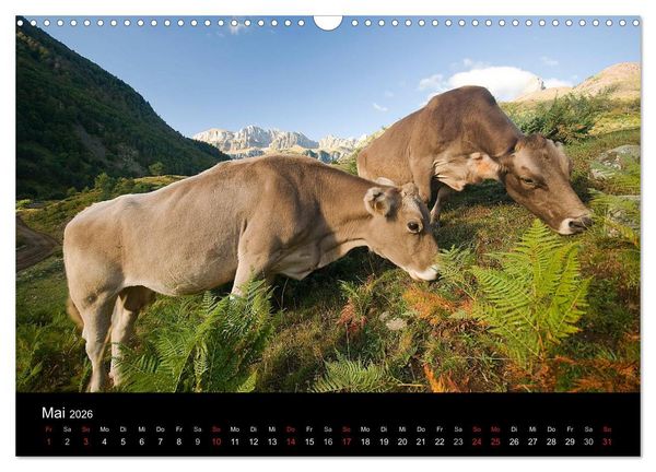 Produktbild: K&uuml;he 2026 (Wandkalender 2026 DIN A3 quer), CALVENDO Monatskalender