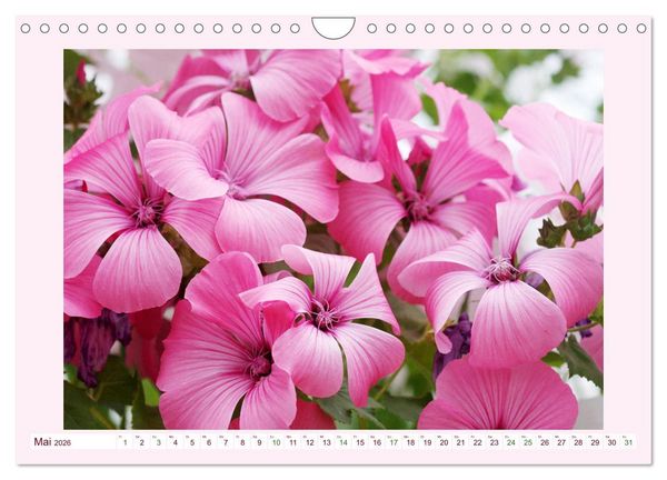 Produktbild: Wundersch&ouml;ne Malven (Wandkalender 2026 DIN A4 quer), CALVENDO Monatskalender
