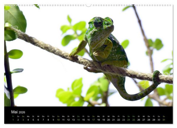 Produktbild: Reptilien (hochwertiger Premium Wandkalender 2026 DIN A2 quer), Kunstdruck in Hochglanz