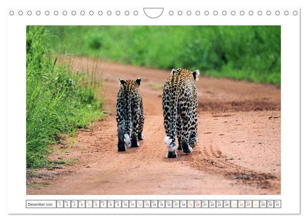 Produktbild: African Big Cats (Wall Calendar 2026 DIN A4 landscape), CALVENDO 12 Month Wall Calendar