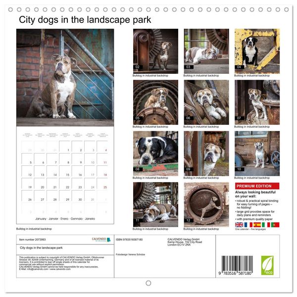 Produktbild: City dogs in the landscape park (Wall Calendar 2026 12 &times; 12 Inch) CALVENDO 12 Month Wall Calendar
