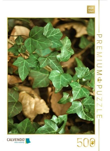 CALVENDO Puzzle Efeuranke | 500 Teile Lege-Größe 48 × 36 cm Foto-Puzzle für Erwachsene
