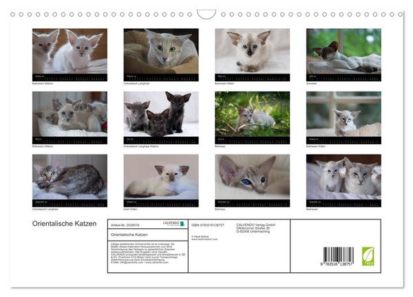 Produktbild: Orientalische Katzen (Wandkalender 2026 DIN A3 quer), CALVENDO Monatskalender