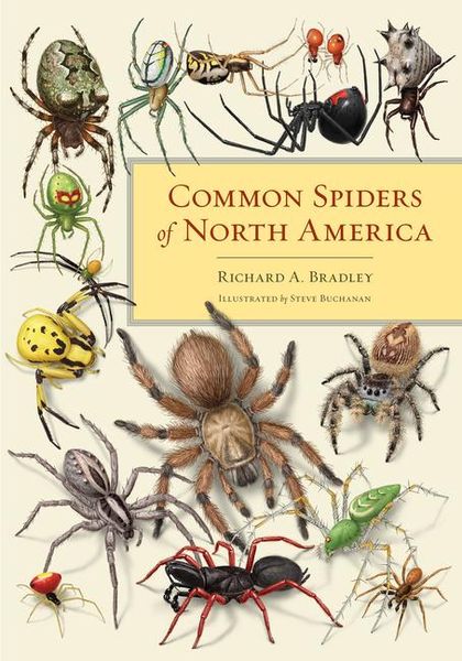 Produktbild: Common Spiders of North America