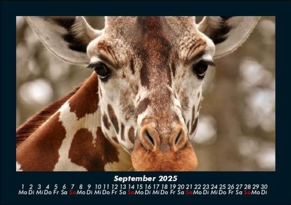 Produktbild: Giraffen 2025 Fotokalender DIN A5