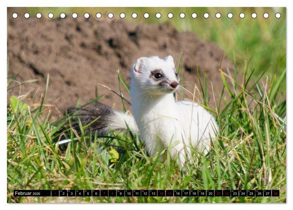 Produktbild: Wildtiere des Paderborner Landes (Tischkalender 2026 DIN A5 quer), CALVENDO Monatskalender