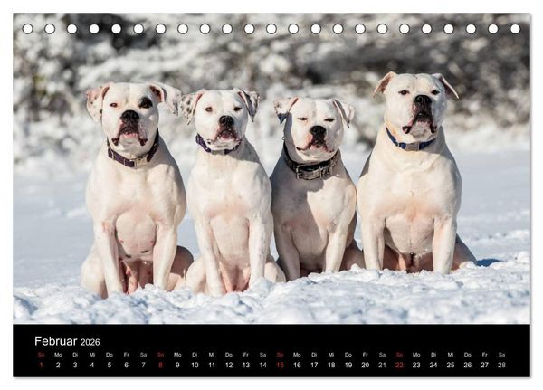 Produktbild: American Bulldog - alles Andere ist nur ein Hund (Tischkalender 2026 DIN A5 quer), CALVENDO Monatskalender