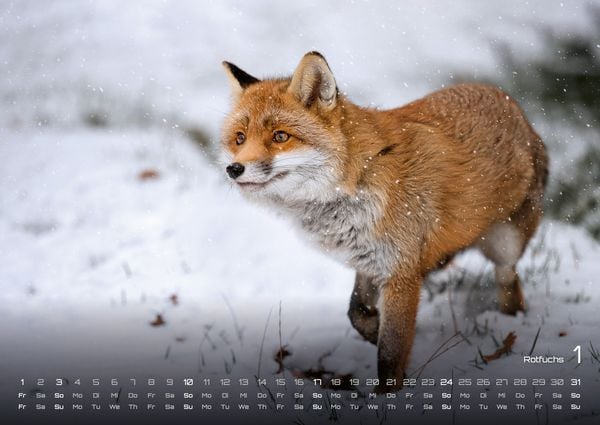 Produktbild: Waldtiere - Heimische Waldbewohner - Der Tierkalender - 2027 - Kalender DIN A2