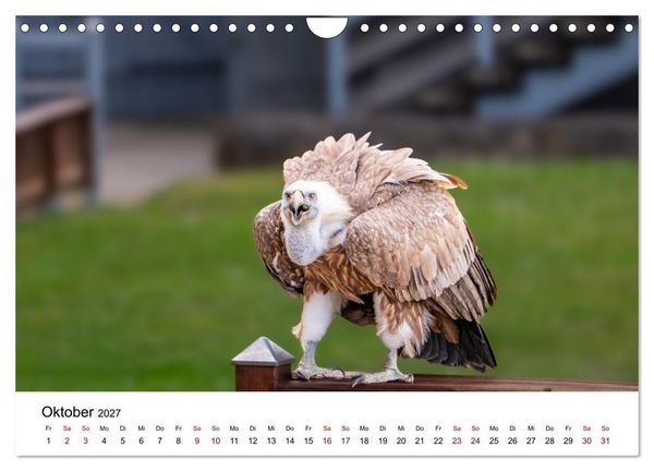 Produktbild: Greifv&ouml;gel in Aktion - Dynamische Flugbilder und Portr&auml;ts (Wandkalender 2027 DIN A4 quer), CALVENDO Monatskalender