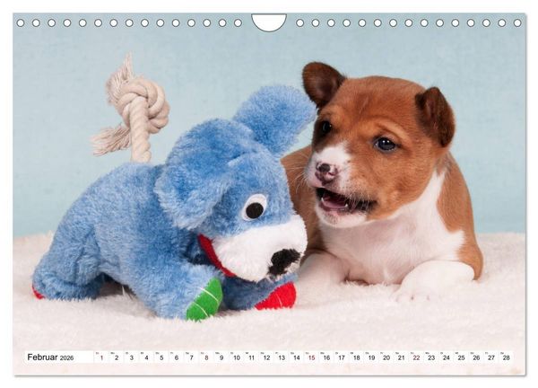 Produktbild: Wunderbare Basenji Welpenzeit (Wandkalender 2026 DIN A4 quer), CALVENDO Monatskalender