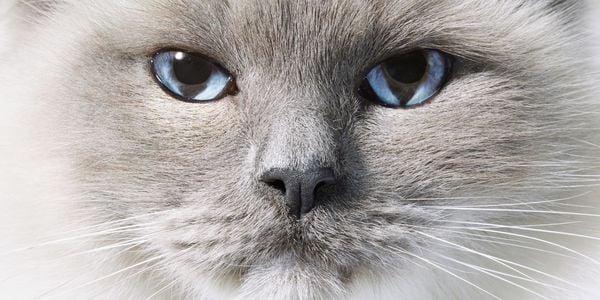 Produktbild: Katzen