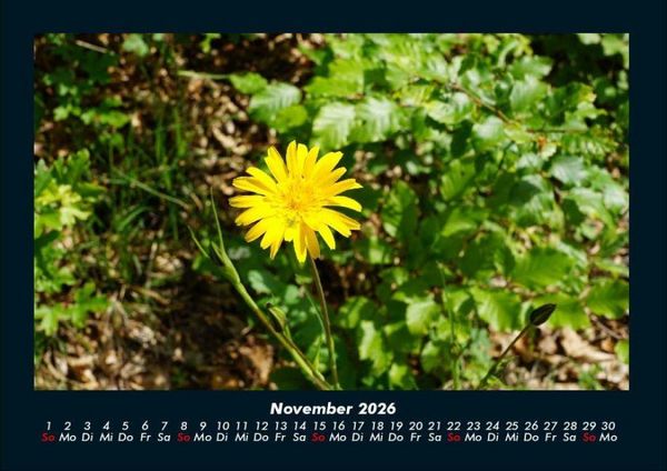 Produktbild: Blumenkalender 2026 Fotokalender DIN A4