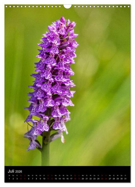 Produktbild: Im richtigen Licht: Wilde Orchideen in S&uuml;dbayern (Wandkalender 2026 DIN A3 hoch), CALVENDO Monatskalender