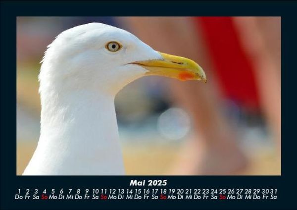 Produktbild: M&ouml;wen 2025 Fotokalender DIN A5