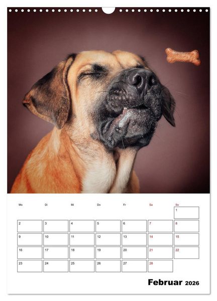 Produktbild: Fang das Leckerli (Wandkalender 2026 DIN A3 hoch), CALVENDO Monatskalender