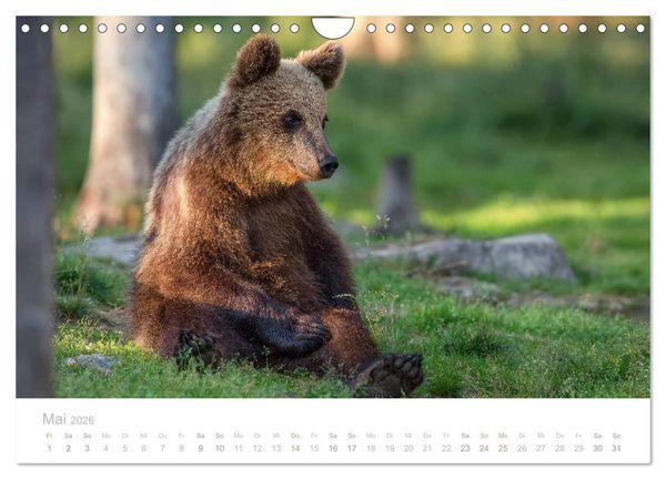 Produktbild: Braunb&auml;ren - pelzige Riesen in Finnlands W&auml;ldern (Wandkalender 2026 DIN A4 quer), CALVENDO Monatskalender