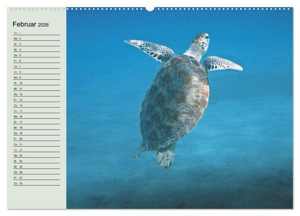 Produktbild: Meeresschildkr&ouml;ten. Nomaden der Ozeane (Wandkalender 2026 DIN A2 quer), CALVENDO Monatskalender
