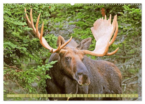 Produktbild: Elche: Nordische Riesen (hochwertiger Premium Wandkalender 2026 DIN A2 quer), Kunstdruck in Hochglanz