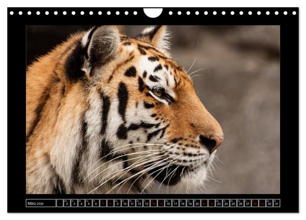 Produktbild: Tiger, L&ouml;we und Co. (Wandkalender 2026 DIN A4 quer), CALVENDO Monatskalender