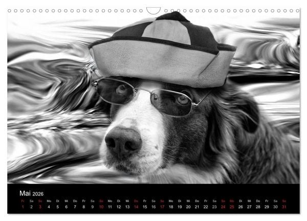Produktbild: H&uuml;tehunde (Wandkalender 2026 DIN A3 quer), CALVENDO Monatskalender