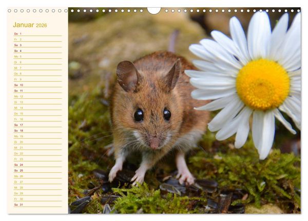 Produktbild: Gr&uuml;sse von der Maus! (Wandkalender 2026 DIN A3 quer), CALVENDO Monatskalender