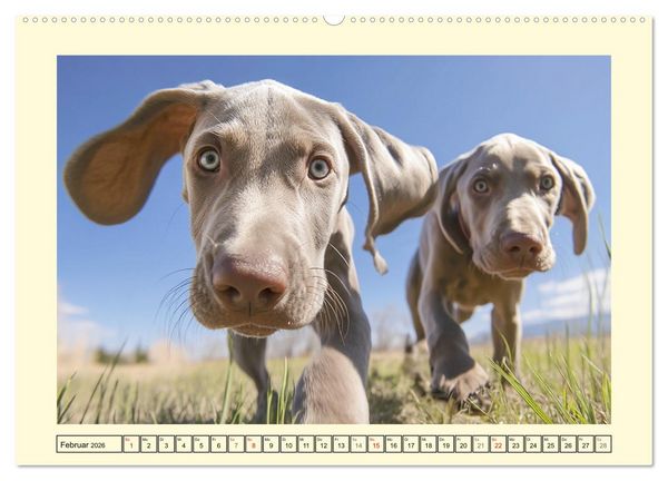 Produktbild: Edle Weimaraner. Loyale Silberseelen im Licht der Natur (Wandkalender 2026 DIN A2 quer), CALVENDO Monatskalender