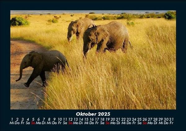Produktbild: Elefanten 2025 Fotokalender DIN A5