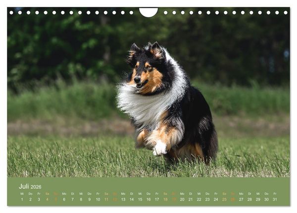 Produktbild: Fantastische Collies - Sieger der Herzen (Wandkalender 2026 DIN A4 quer), CALVENDO Monatskalender