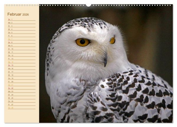 Produktbild: Eulen (Wandkalender 2026 DIN A2 quer), CALVENDO Monatskalender