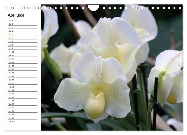Produktbild: Prachtvolle Orchideen (Wandkalender 2026 DIN A4 quer), CALVENDO Monatskalender
