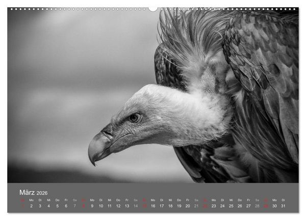 Produktbild: Tierische Augenblicke in Schwarz-Wei&szlig; (hochwertiger Premium Wandkalender 2026 DIN A2 quer), Kunstdruck in Hochglanz
