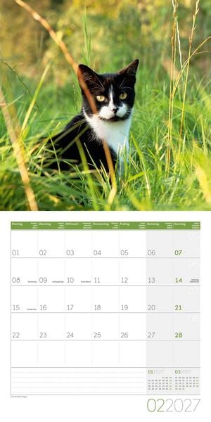 Produktbild: Katzen Kalender 2027 - 30x30 - Art12