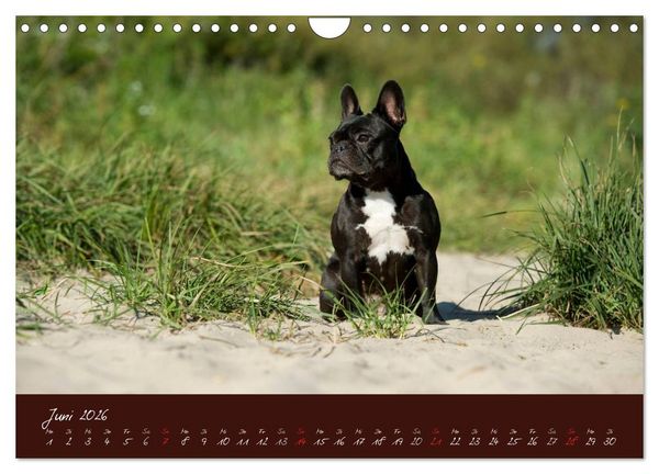 Produktbild: Franz&ouml;sische Bulldoggen (Wandkalender 2026 DIN A4 quer), CALVENDO Monatskalender
