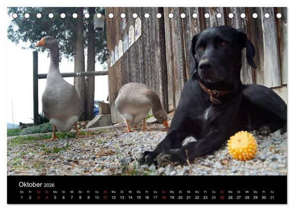 Produktbild: Der schwarze Hund und seine Freunde (Tischkalender 2026 DIN A5 quer), CALVENDO Monatskalender