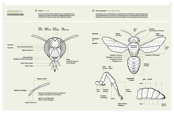 Produktbild: Wildbienenhelfer